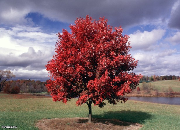 St. Louis Landscaping Trees