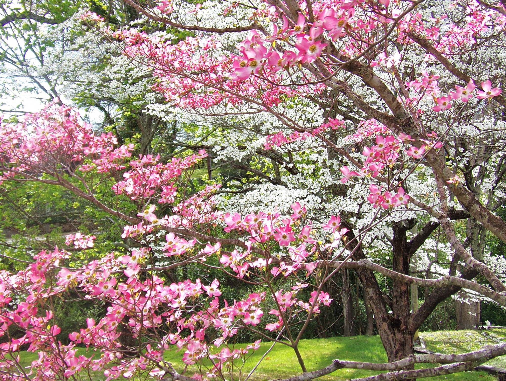Dogwood Tree St. Louis Landscaping Services