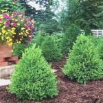 St. Louis County Landscaping Company Boxwood