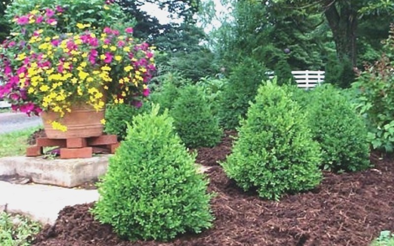 St. Louis County Landscaping Company Boxwood