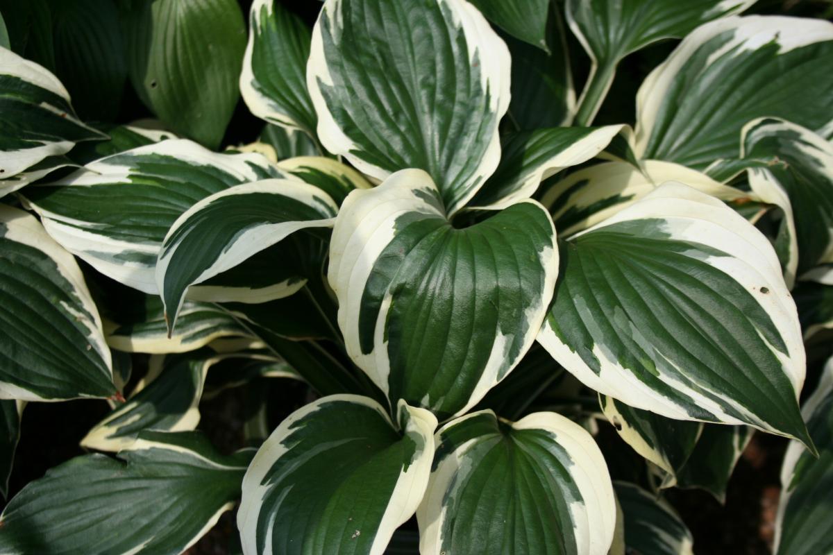 Hosta Landscaping Company in St. Louis