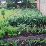flower and vegetable garden in st louis