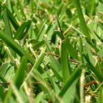 Wildwood Landscaping Tips St Louis Blades of Grass