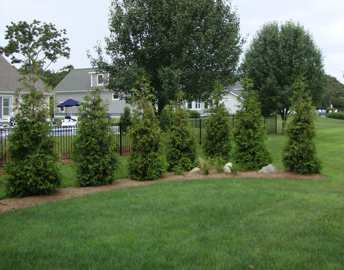 St. Louis expert landscaping privacy screeen